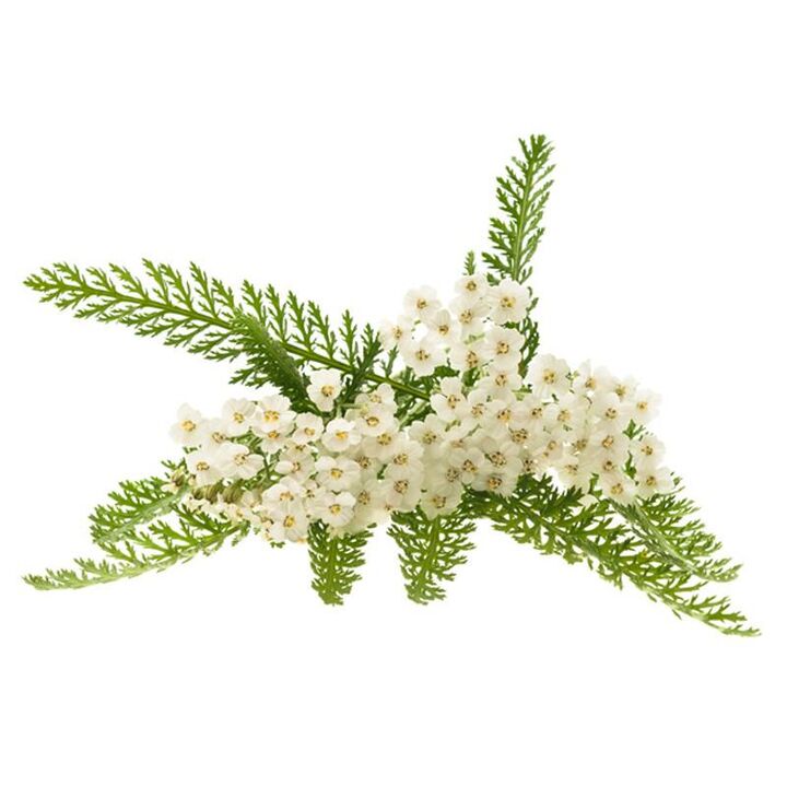 Yarrow Extract at Proctonic